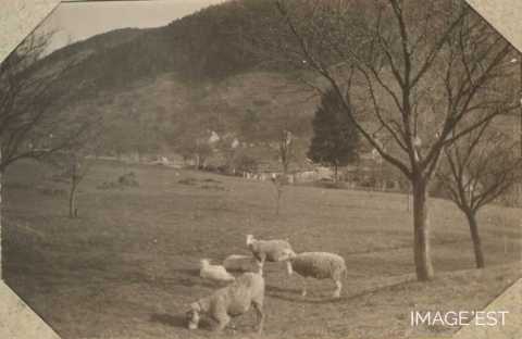 Moutons au paturâge (Willer)